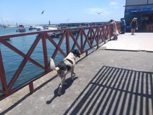 El perro Vaquita vuelve a las calles de Antofagasta