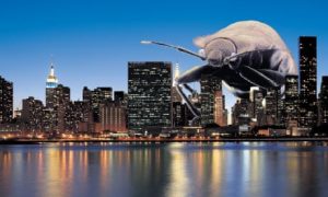 Relatos de plagas y epidemias: Bedbugs