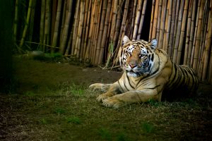 Nueva York: Tigre en zoológico da positivo en examen de Covid-19