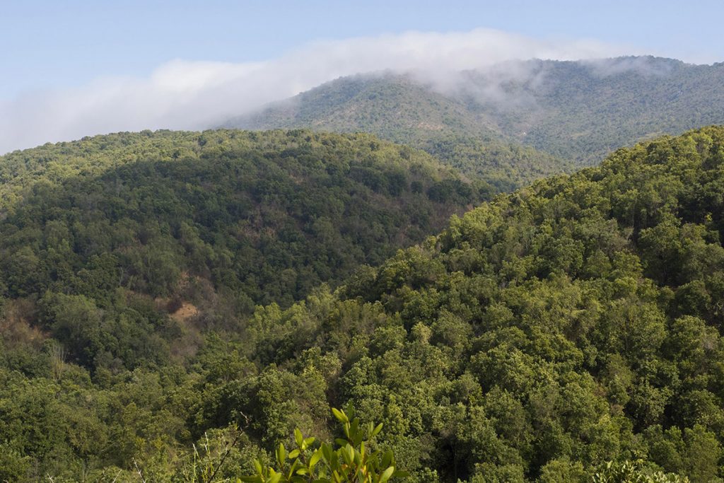 CONAF en la mira de la Contraloría por autorización de 3 planes de manejo para talar bosque nativo con fines agrícolas