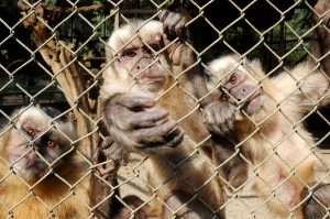 Máxima preocupación en India: Monos roban muestras de sangre con COVID-19