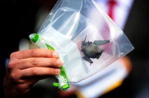 Científicos encuentran un nuevo coronavirus en murciélagos: El 'RmYN02' confirmaría origen natural del COVID-19