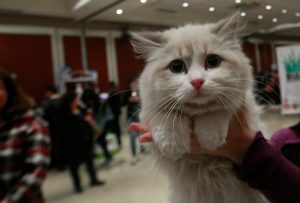 Condenan a cinco años de cárcel a británico que apuñaló a 16 gatos