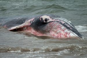 Sernapesca presentó denuncia por ballena muerta en centro de cultivo de salmón