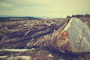 Terminar con la evasión ambiental de la industria forestal
