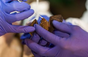 Científicos encuentran “cientos de nuevos coronavirus" en murciélagos de China