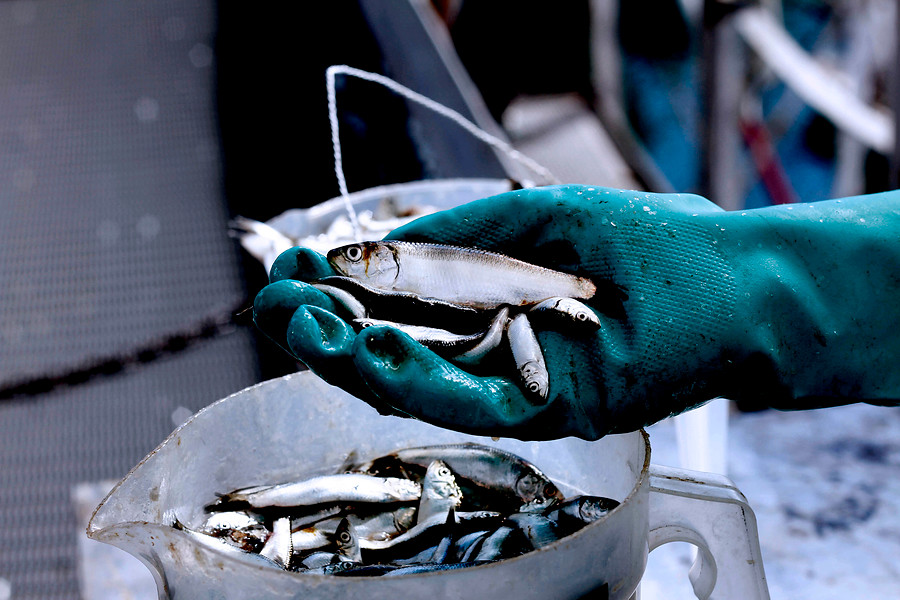 Pescadores artesanales piden que nueva ley les entregue el 100% de la cuota de la sardina