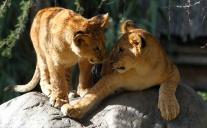 Lampa Zoo se convierte en el primer zoológico en abrir en medio de la pandemia