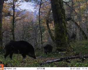 Aysén: Confirman presencia de nueva especie exótica invasora en Parque Nacional Cerro Castillo