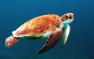 VIDEO | Registran espectaculares imágenes aéreas de miles de tortugas nadando en el mar