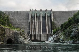 La fragmentación de los sistemas fluviales andinos chilenos aumentará severamente en un futuro cercano