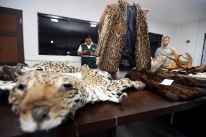 Jaguares: el reloj juega en contra para el gran felino de América