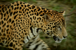 VIDEO | ¿Por qué el jaguar está en la mira de los traficantes?