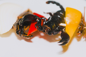 Fotos | De brochetas de escorpión a harina de grillo: el negocio de la proteína de insectos crece
