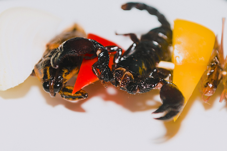 Fotos | De brochetas de escorpión a harina de grillo: el negocio de la proteína de insectos crece