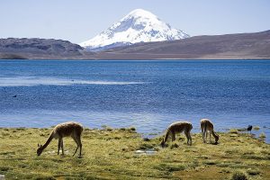 SBAP: Chile Vamos logra dejar fuera actuales Sitios Prioritarios para la Conservación de la Biodiversidad