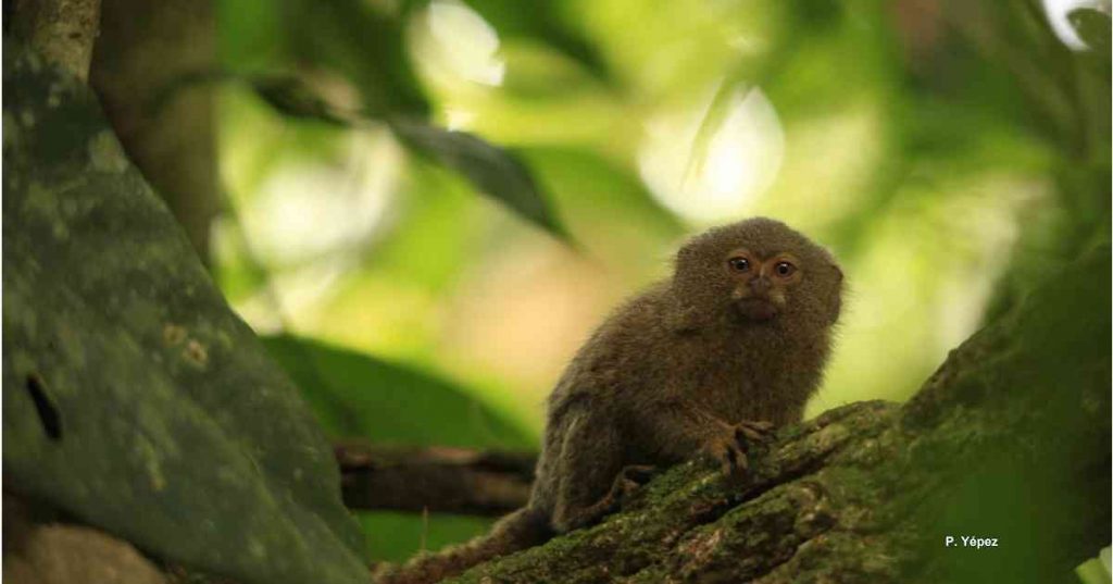 Día Internacional de los Primates: el 40% de primates endémicos de la región está bajo amenaza