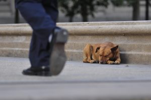 Cartagena: Detienen a sujeto por apuñalar a perro callejero