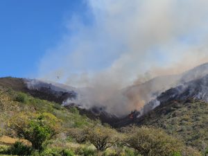 Alerta Roja por incendio forestal fuera de control en Papudo y Zapallar