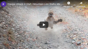 VIDEO | Excursionista huye de maniobra defensiva disuasoria de puma por 6 minutos