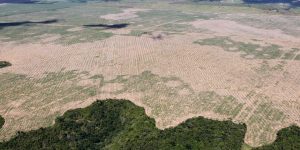 ¿Adiós a la selva amazónica? Un 40% de su superficie está en riesgo de convertirse en una sabana