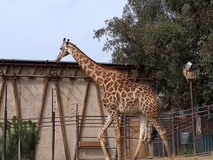 Buin Zoo vuelve a abrir los fines de semana y con especiales medidas de seguridad