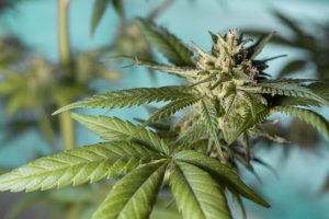 EE UU: Oregón despenaliza las drogas duras y 4 estados aprueban el uso recreativo de marihuana