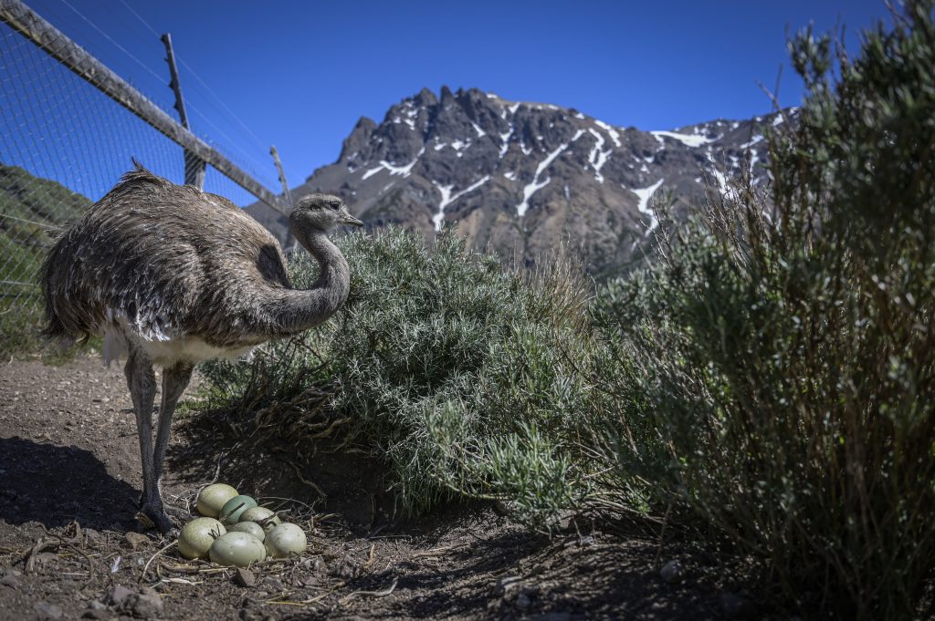 Parque Nacional Patagonia: Comienza la temporada de nacimientos en el Centro de Reproducción del Ñandú