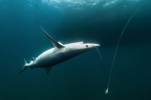 Santiago: detectan presencia de carne de tiburón en comercio de Albacora
