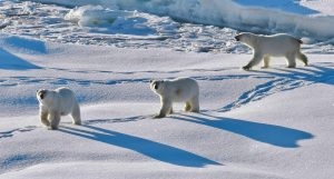 Groenlandia ha perdido un 20% más de hielo de lo calculado en las últimas cuatro décadas