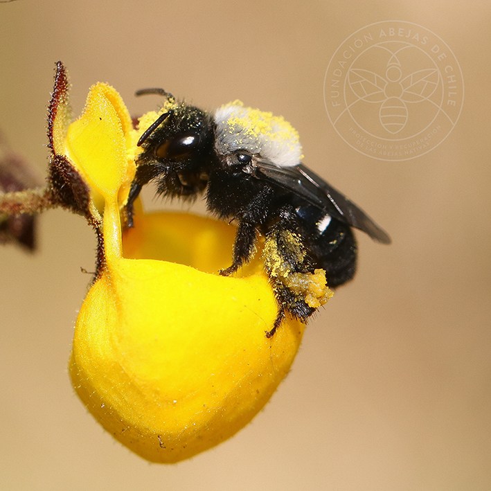 La ONU hace un llamado urgente para salvar a las abejas de miel, mientras las abejas nativas de Chile luchan por sobrevivir