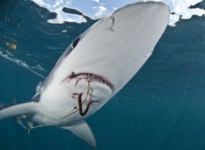 UICN actualiza su Lista Roja: más de 30 especies de tiburones y rayas en peligro de extinción en Chile