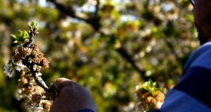 China destruye miles de cerezas chilenas tras detectar trazas de COVID-19