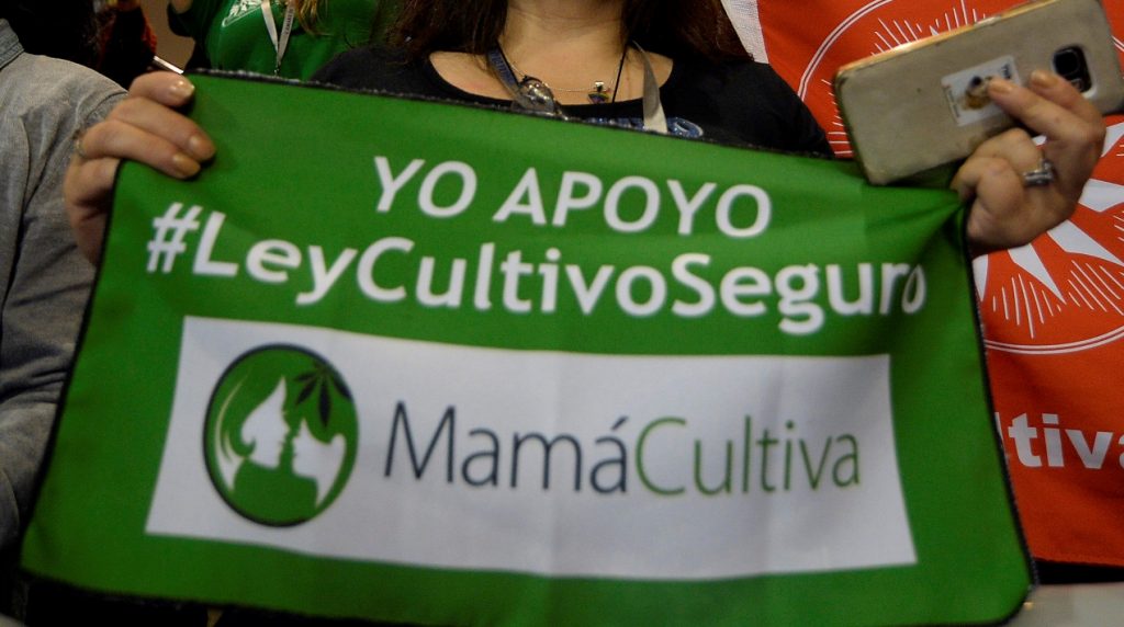 El autocultivo de cannabis, la súplica urgente de enfermos crónicos en Perú