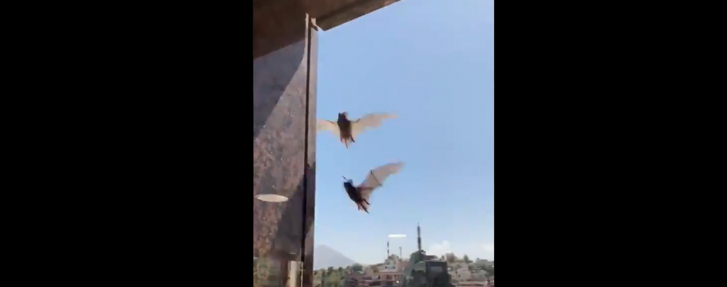 «¡Ciudad Gótica!»: Vecinos de Las Condes denuncian masivo sobrevuelo de murciélagos en sus terrazas