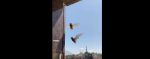"¡Ciudad Gótica!": Vecinos de Las Condes denuncian masivo sobrevuelo de murciélagos en sus terrazas