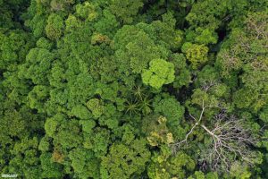 Bosques: ¿Fuente o almacenaje de Carbono?