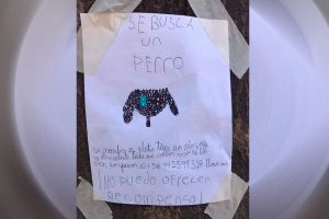 El tierno afiche de una niña de Renca que busca a su perrito perdido que movilizó a las redes sociales
