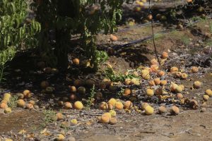 Lluvia de verano causa estragos en la fruticultura: “Puede provocar problemas económicos y de empleo”