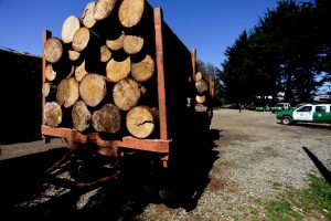 Carabineros pide indagar eventuales montajes ligados al robo de madera tras graves acusaciones