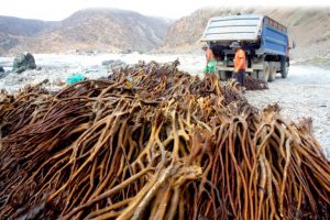 Extracción ilegal de algas: el duro problema que enfrentan pescadores artesanales del norte