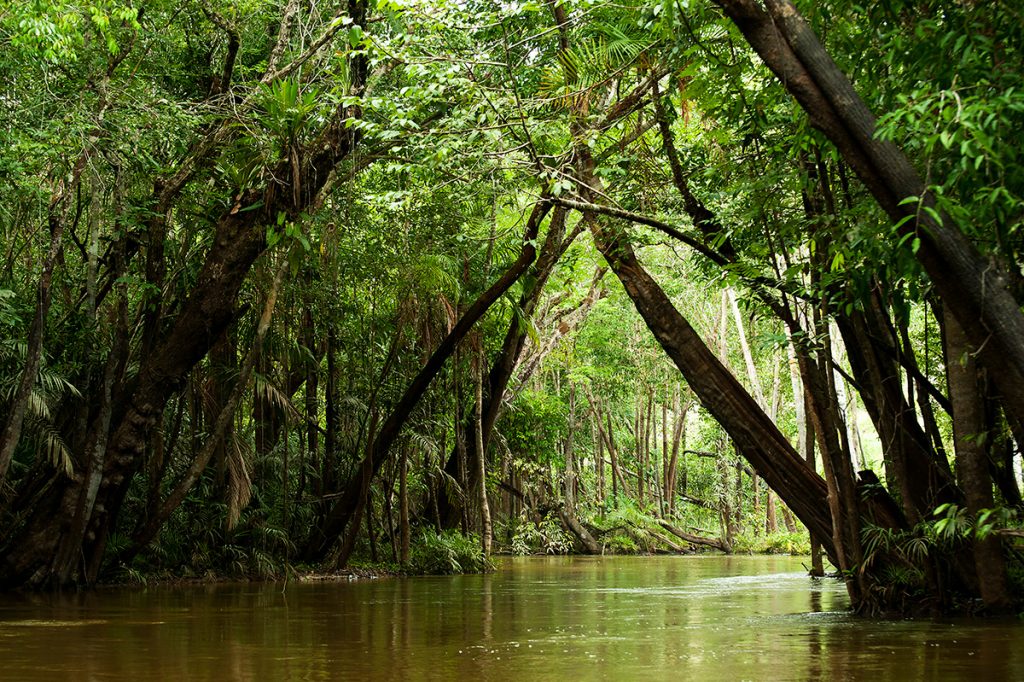 Científicos identifican seis nuevas especies de peces en una de las áreas más conservadas de la Amazonía