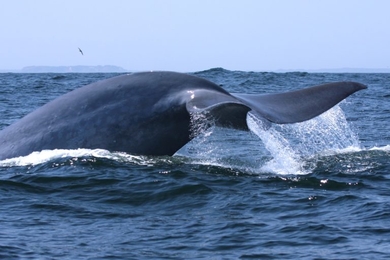 VIDEO | #ExpedicionesCientíficas: ¿Por qué el canto de las ballenas azules en Chile es único en el mundo?