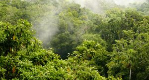 Guatemala perdió en los últimos 20 años casi una cuarta parte de sus bosques