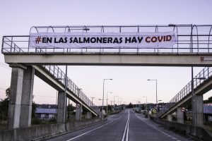El cuestionado rol de las salmoneras en la crisis sanitaria de Quellón: Trabajadores denuncian incumplimiento de medidas sanitarias y despidos injustificados