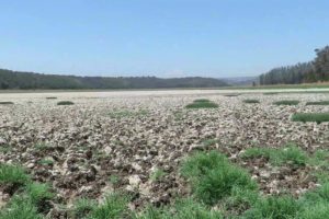 Humedal en Chile: ¿Por qué El Yali, cuna de las aves, está contaminado y seco?