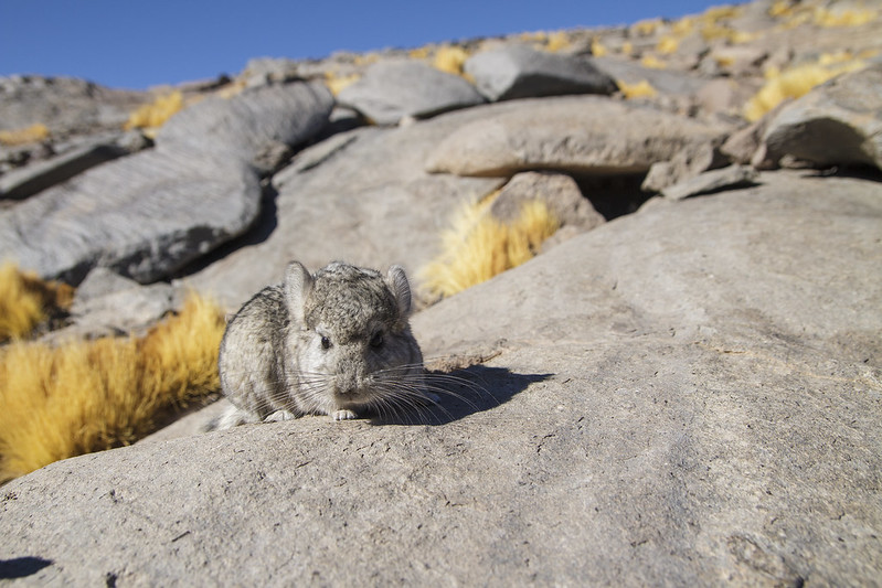 Atacama: Sitio Ramsar alberga el mayor registro de chinchilla altiplánica de Chile