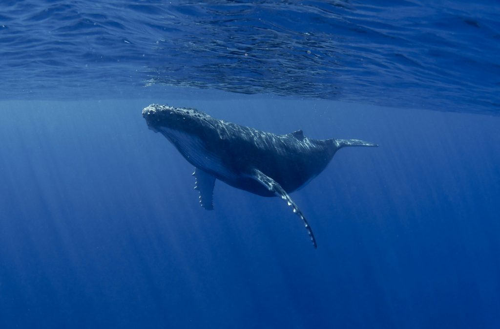 VIDEO | Alto tráfico pesquero en la patagonia chilena amenaza población de ballenas azules