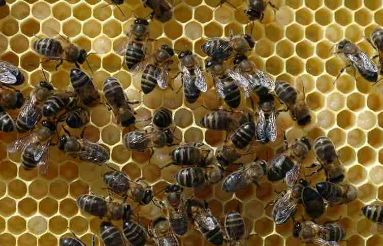 Las abejas indican la presencia de microplásticos en el medio ambiente