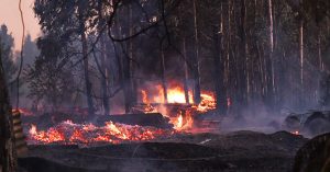 Incendio forestal en Curacaví: Se mantiene la Alerta Roja y sujeto acusado de provocarlo queda en libertad